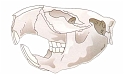 zubalo glodavca